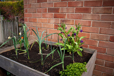 Potted plant against brick wall