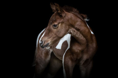 Paint horse foal 