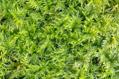 Full frame shot of fresh green plants