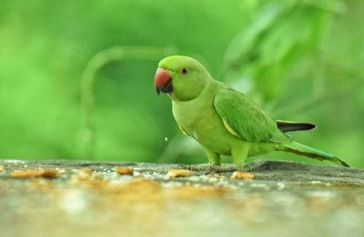 Close-up of parrot perching on leaf