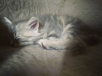 Close-up of cat sleeping