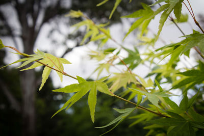 Close-up of green leaves on plant