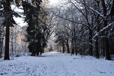 Trees on snow covered land