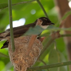Close-up of bird perching on nest