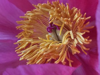 Close-up of pink flower