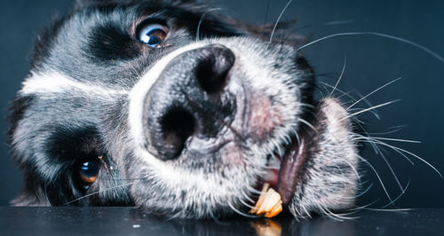 Close-up portrait of dog