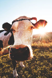 Cow in a field