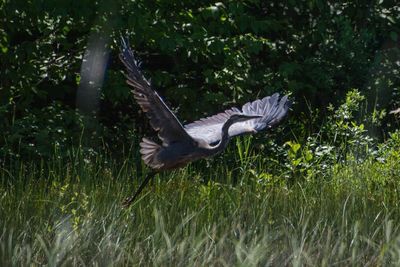 Bird flying in forest