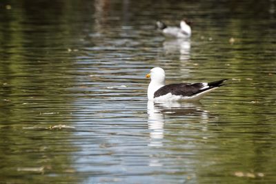 Swan swimming in lake