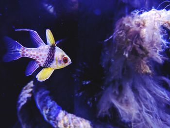 Close-up of fish swimming in sea