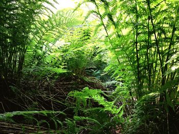 View of trees in forest