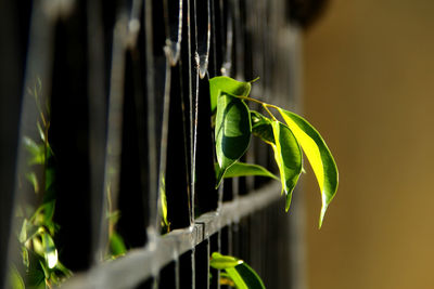 Photo of a green leaf and a steel fence