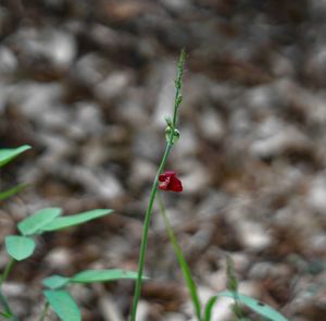 Close-up of red berries on plant