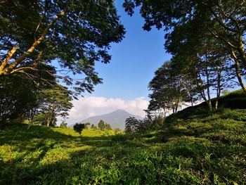 Trees on field against sky