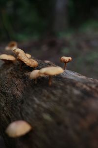 Close-up of mushroom growing on wood