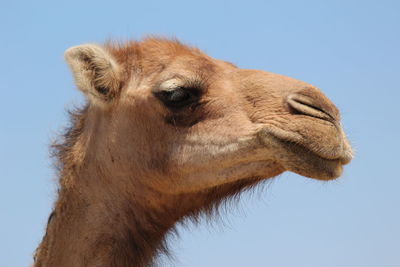 Close-up of a horse against clear sky