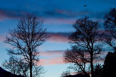 Low angle view of silhouette trees against sky during sunset