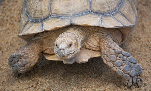 Close-up of turtle on field