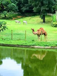 Horses in a lake