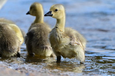 Close-up of duck drinking water