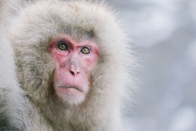 Close-up portrait of a monkey