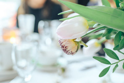 Close-up of white flower on table