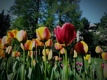 Close-up of tulips in bloom