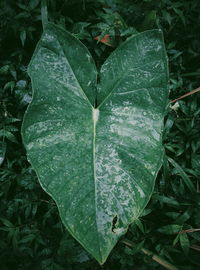 High angle view of raindrops on leaves in rainy season