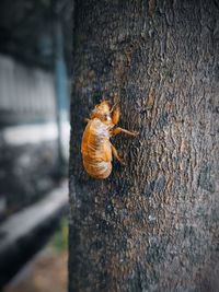 Close-up of insect on tree trunk