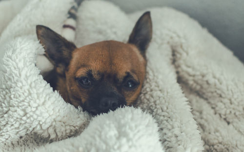 Close-up portrait of a dog resting