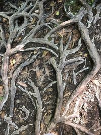 Full frame shot of tree trunk
