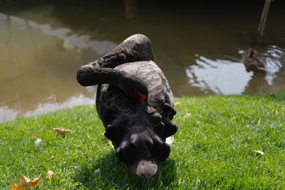 View of duck on field by lake