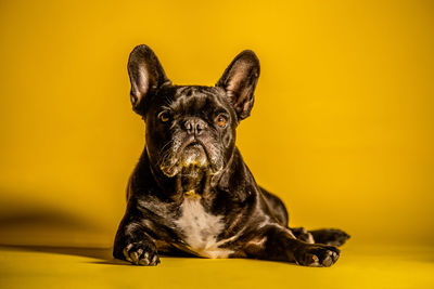 Pug lying in front of yellow background