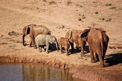 Elephant drinking water