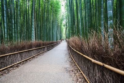 View of bamboo trees