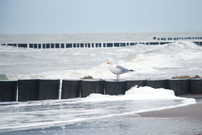 Seagull perching on wooden post by sea against sky