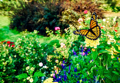 Butterfly pollinating on flower