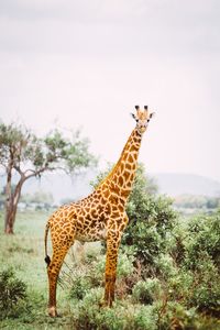 Giraffe standing on field against clear sky