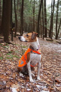 Dog standing on tree trunk