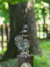 Close-up of squirrel front of tree