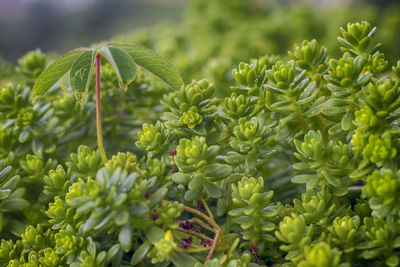 Close-up of green leaves