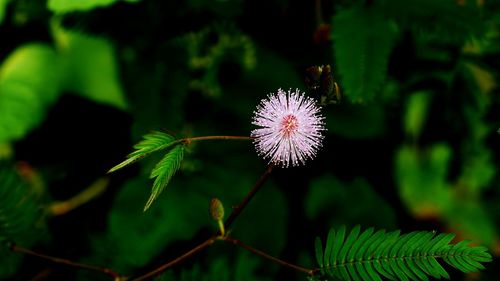 Close-up of dandelion on plant