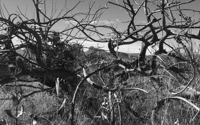 Bare trees against sky