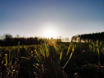 Plants growing on field against sky during sunset