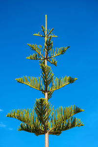 Low angle view of palm tree against clear blue sky