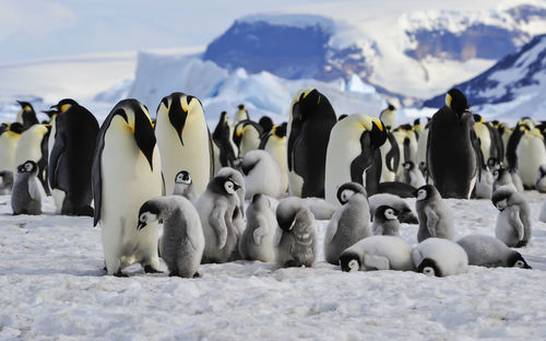 Flock of sheep in snow