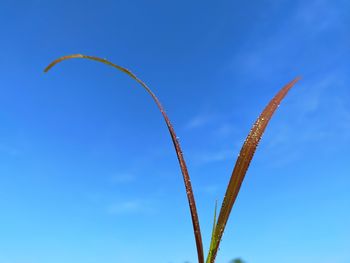 Low angle view of plant against blue sky