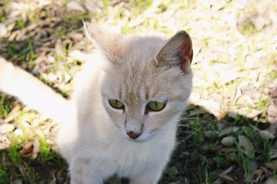 Close-up portrait of a cat on field