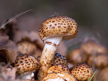 Close-up of mushrooms