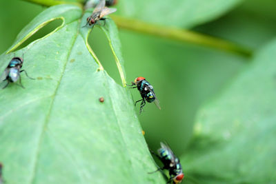 Close-up of fly on leaf,flies,fly carriers of cholera